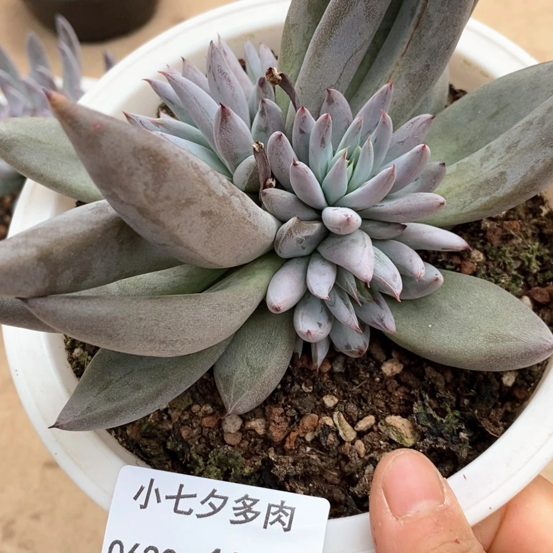 落****小七夕多肉魔爪17