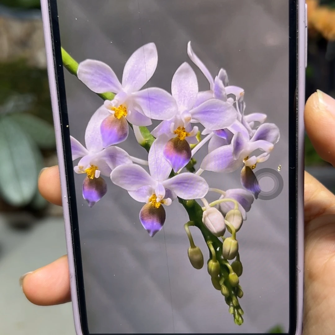 当前无花栽培后可以开花蓝Eq