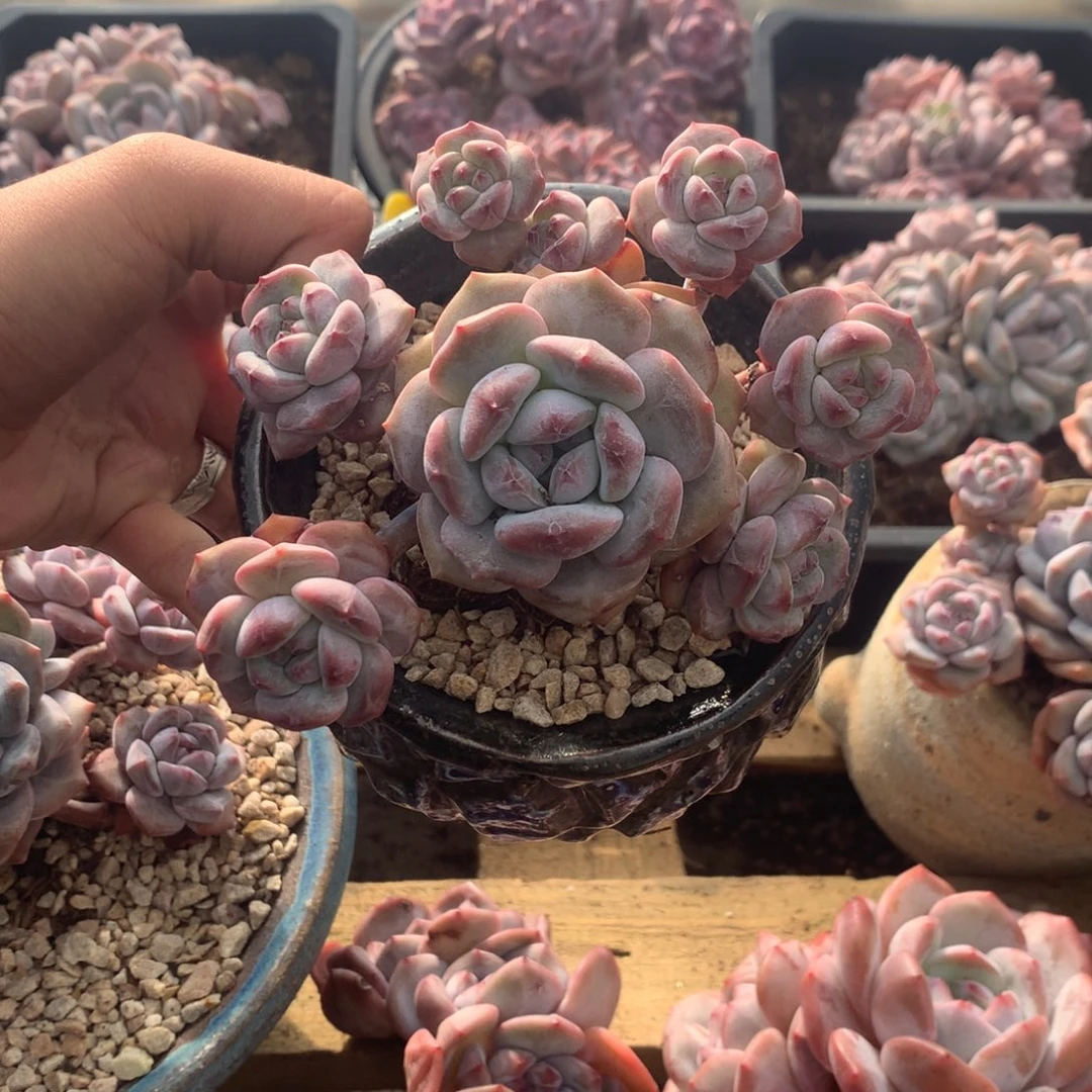 石榴籽无砍花花花花
