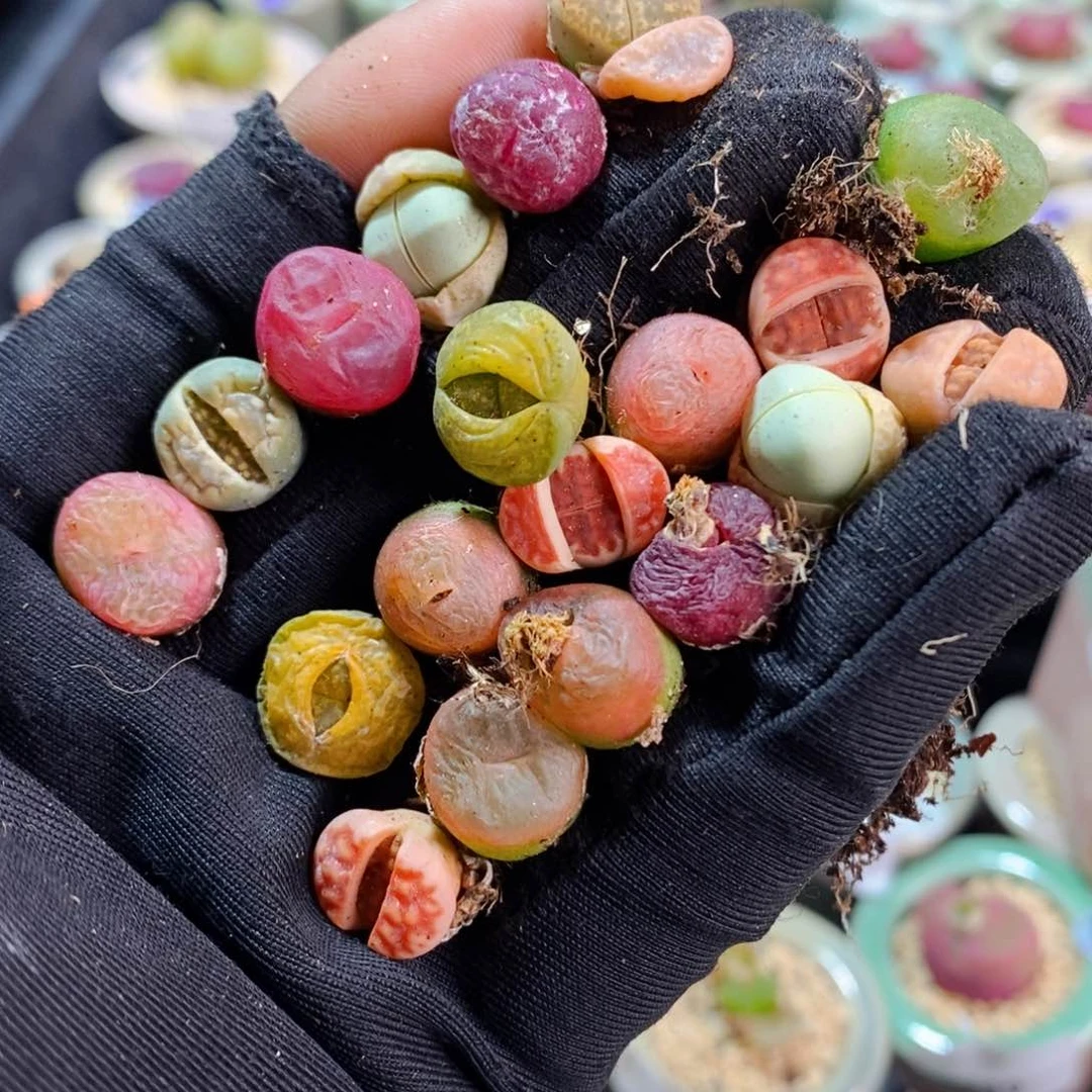 用****46103--一物一拍 一手