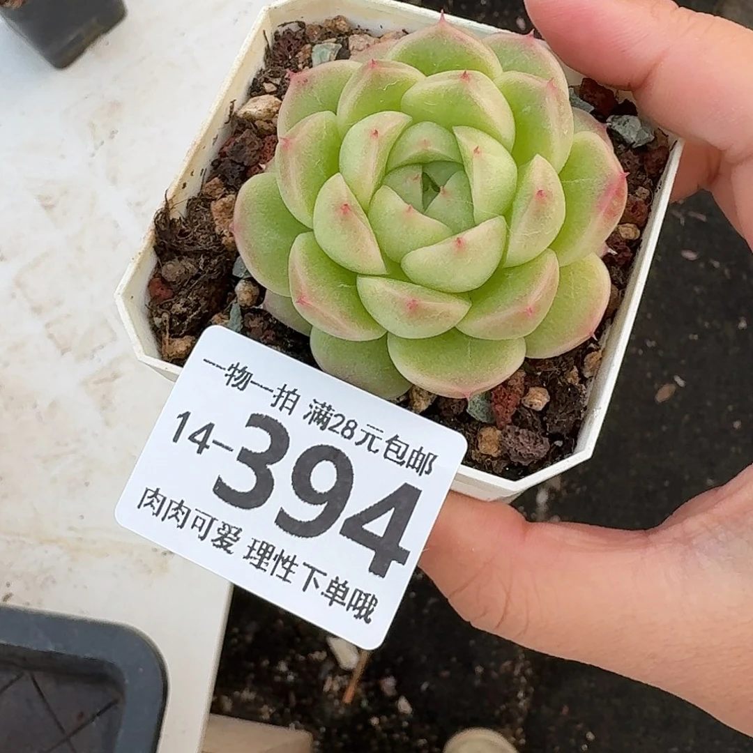 阿祖无盆土发货无