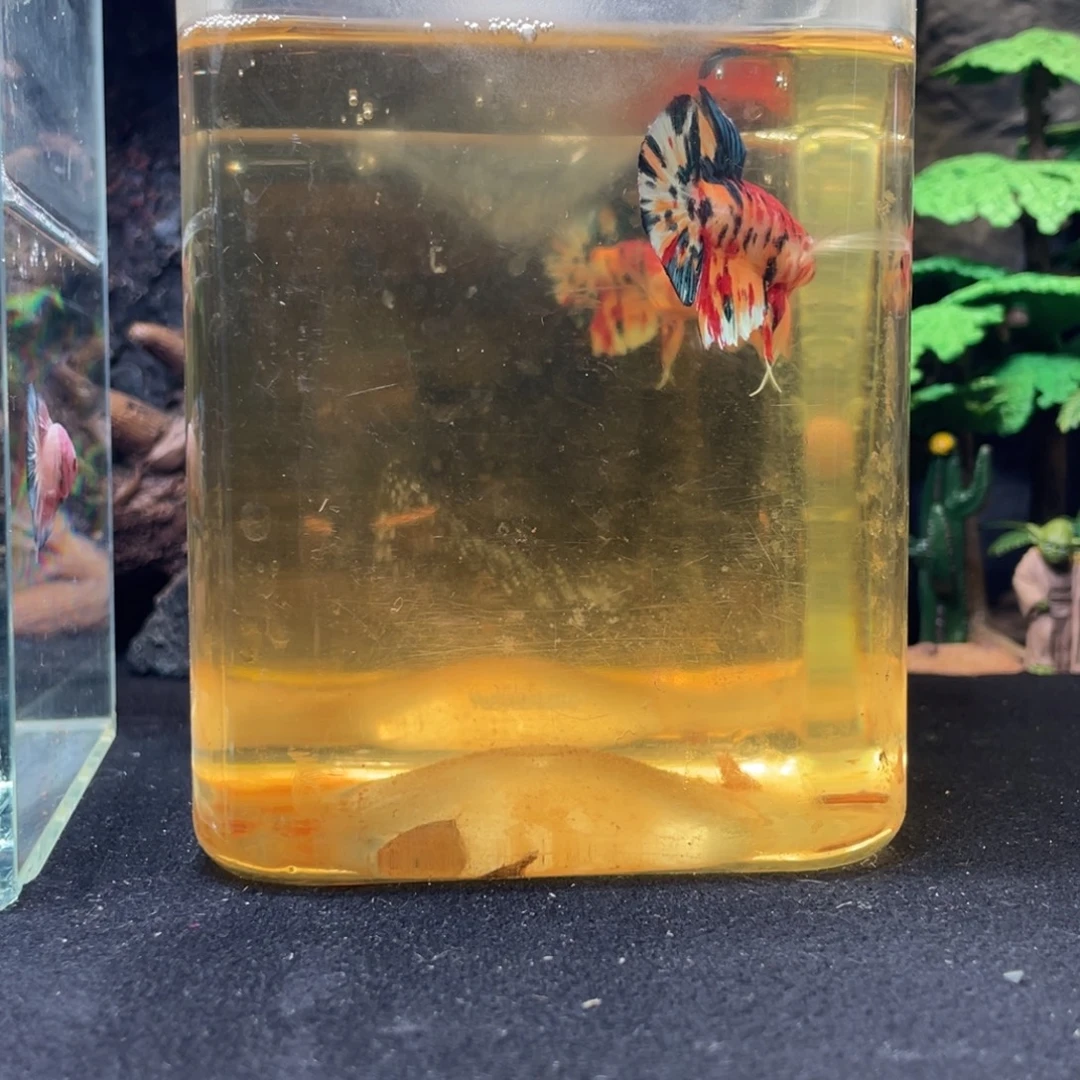 斗鱼十一月十一日竞价