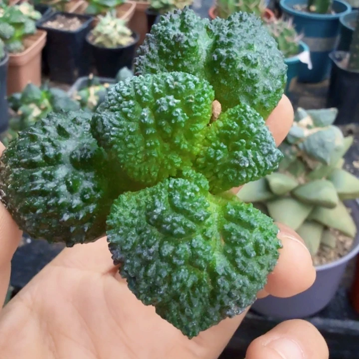 无花朵落地大尤哥斯拉牡丹