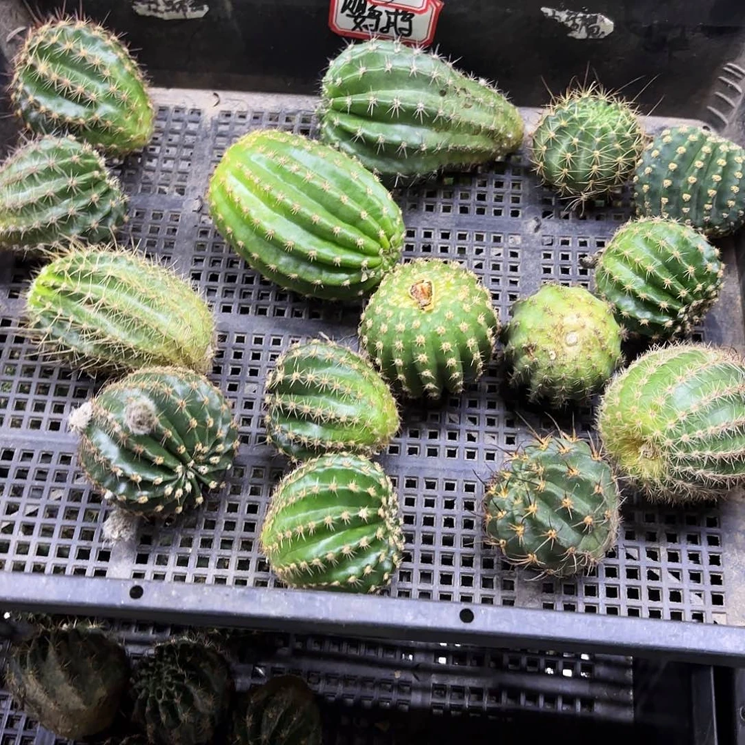3号侧牙20包邮仙人球