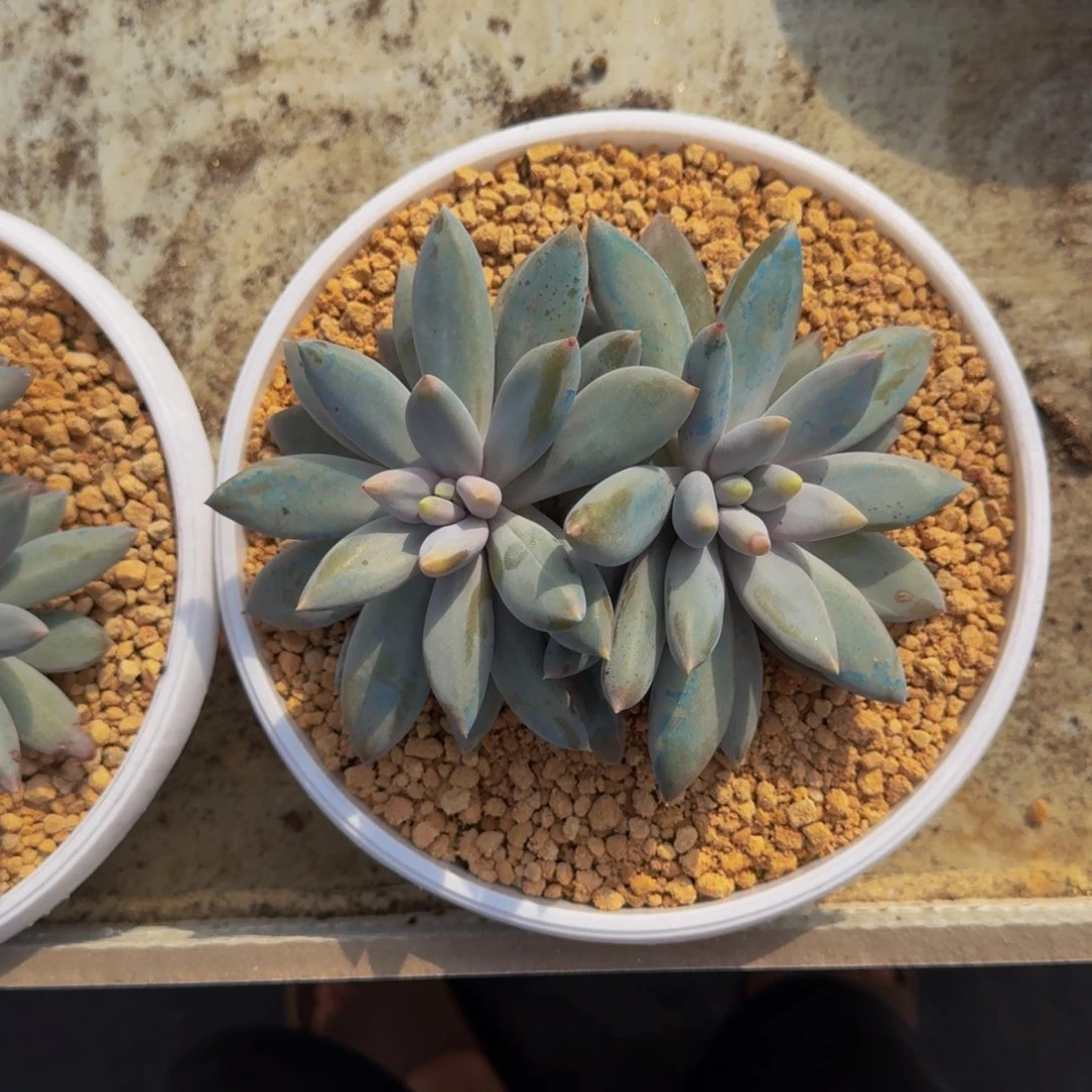 焦糖体 哥特 双头 一物一拍