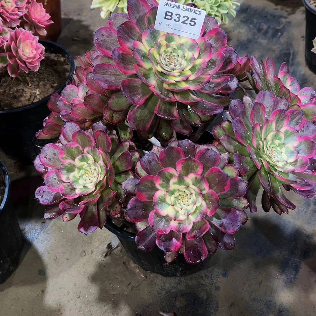 多肉植物325墨娅