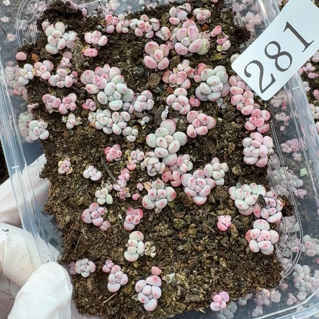 多肉植物多肉植物281