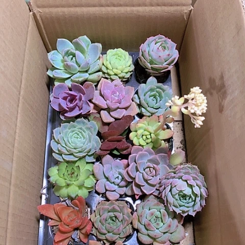 【闪购商品】888号多肉组合