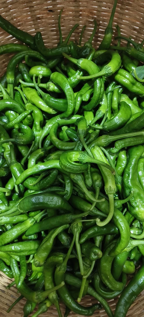 正宗樟树港辣椒 湖南老品种 核心产区 软皮辣椒 每天现摘现发