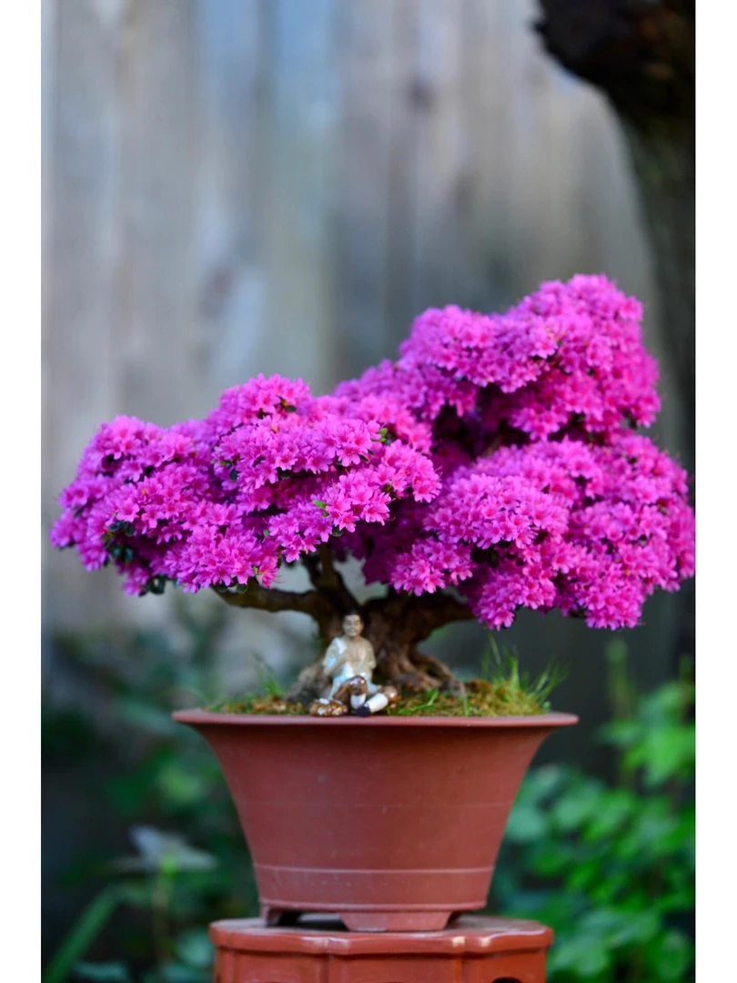 杜鹃花卉老桩造型室内室外种植庭院美观绿植（一物一拍）