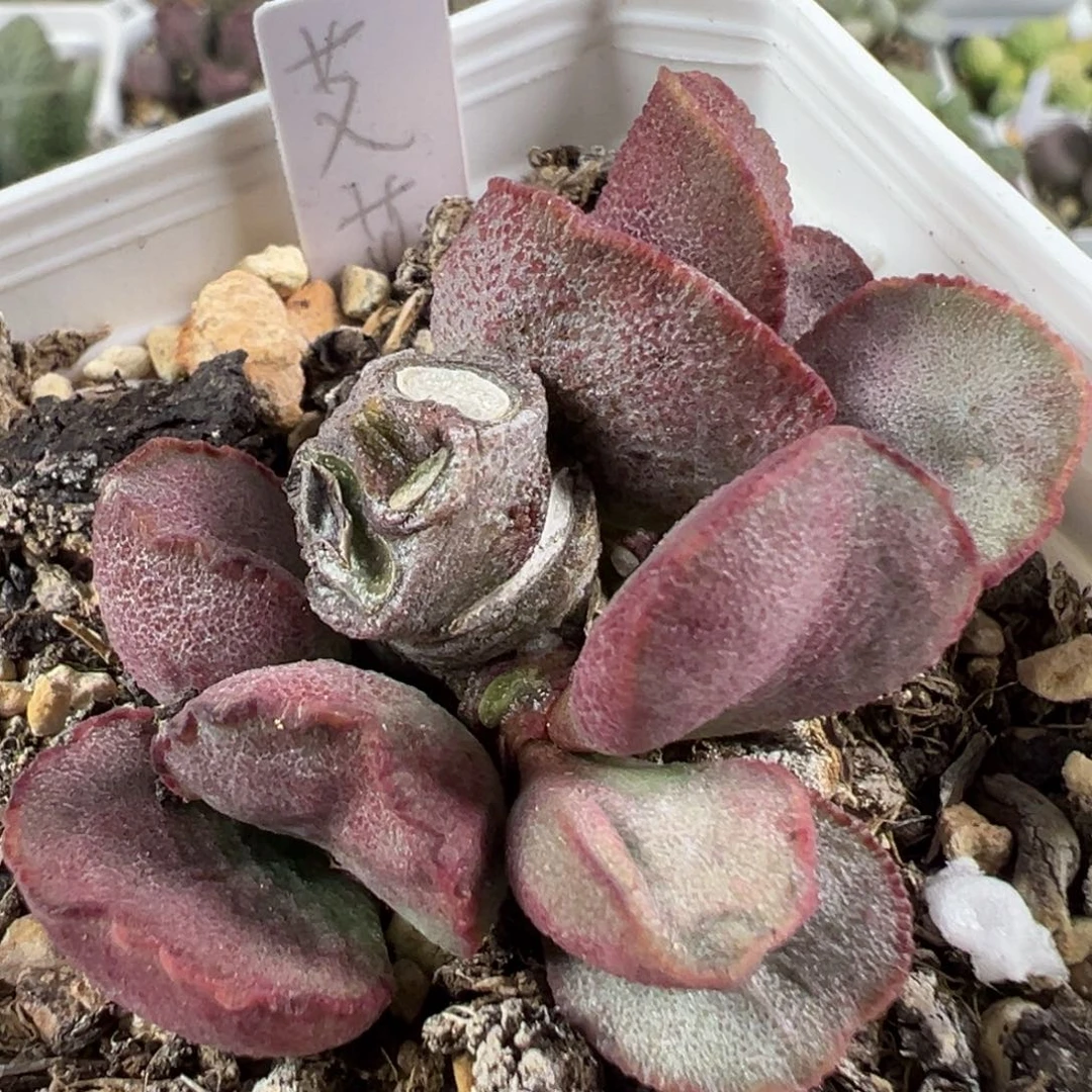 w爱莎多肉植物水泡