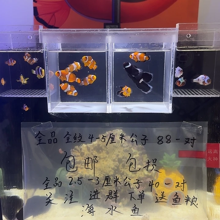 海水鱼金砖瑕疵两条4厘米