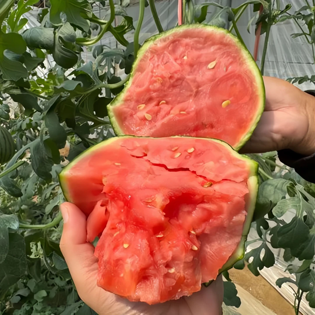 【顺丰包邮】山东正宗小西瓜2K手剥西瓜冰糖子手撕西瓜孕妇水果