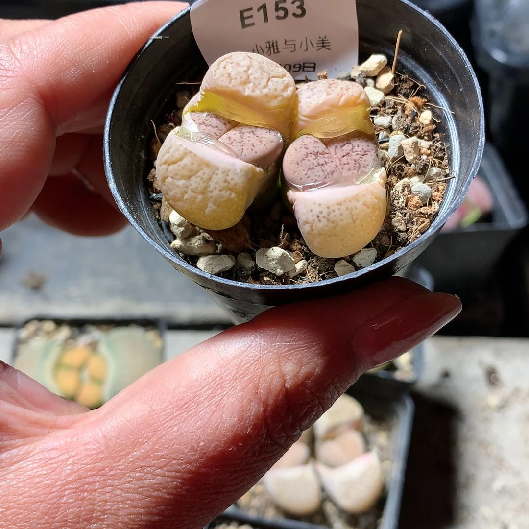 E253多肉植物保护研究所