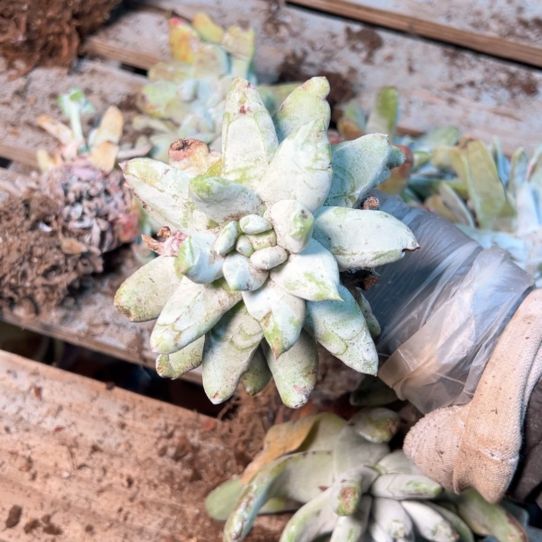 7462哈哈哈哈哈哈哈哈