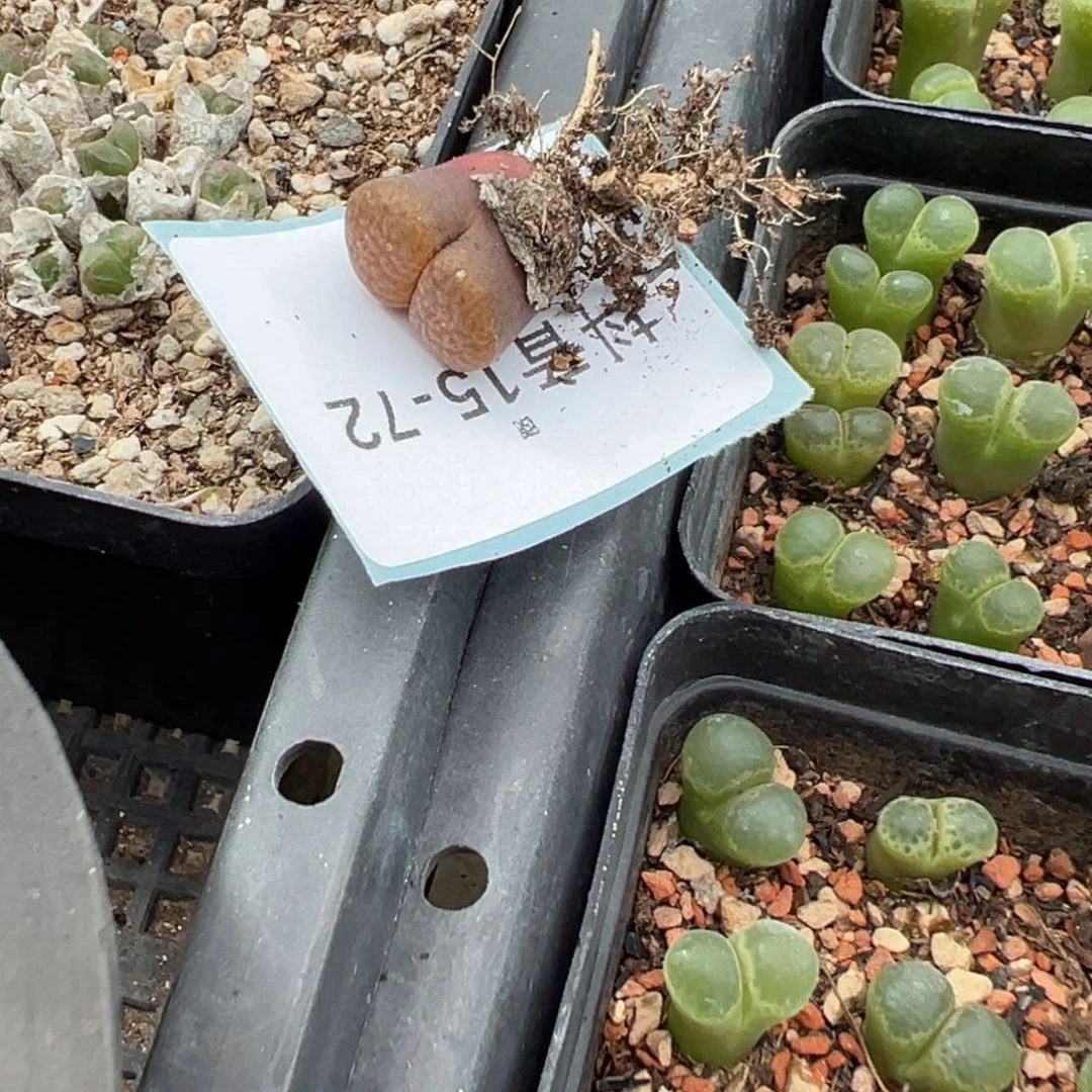 15-72量拍超级蛋糕风铃一颗