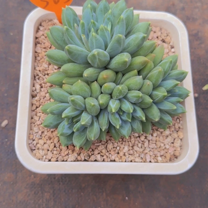 小***志363多肉植物一物一拍