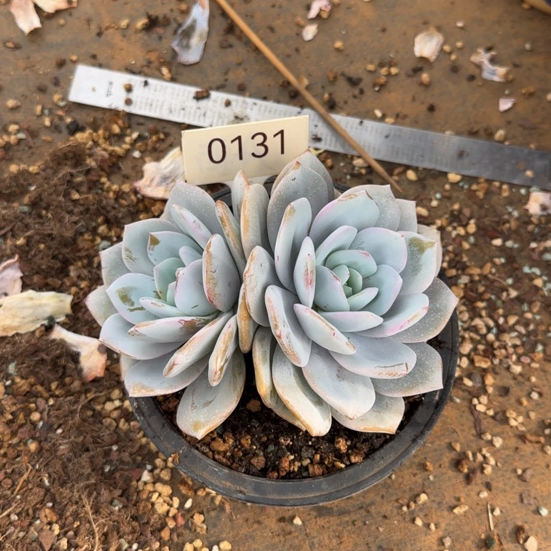 双头奶茶。   0131号。