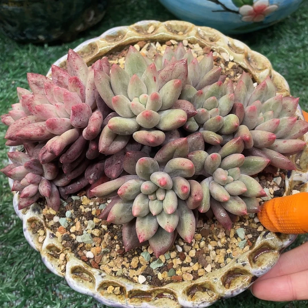 水晶球石化一物一拍28包邮非偏远