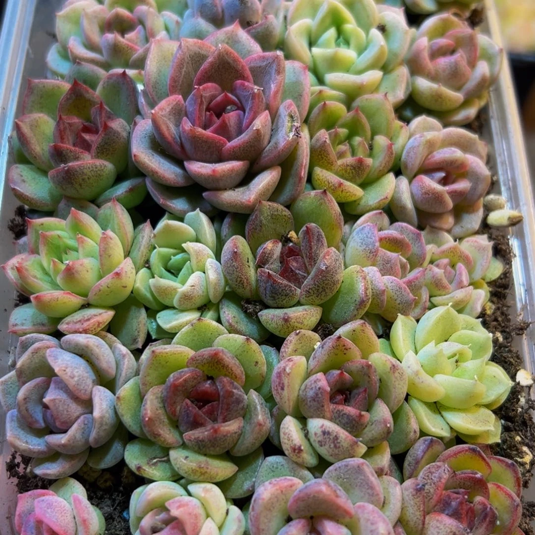 643多肉葡萄领导人