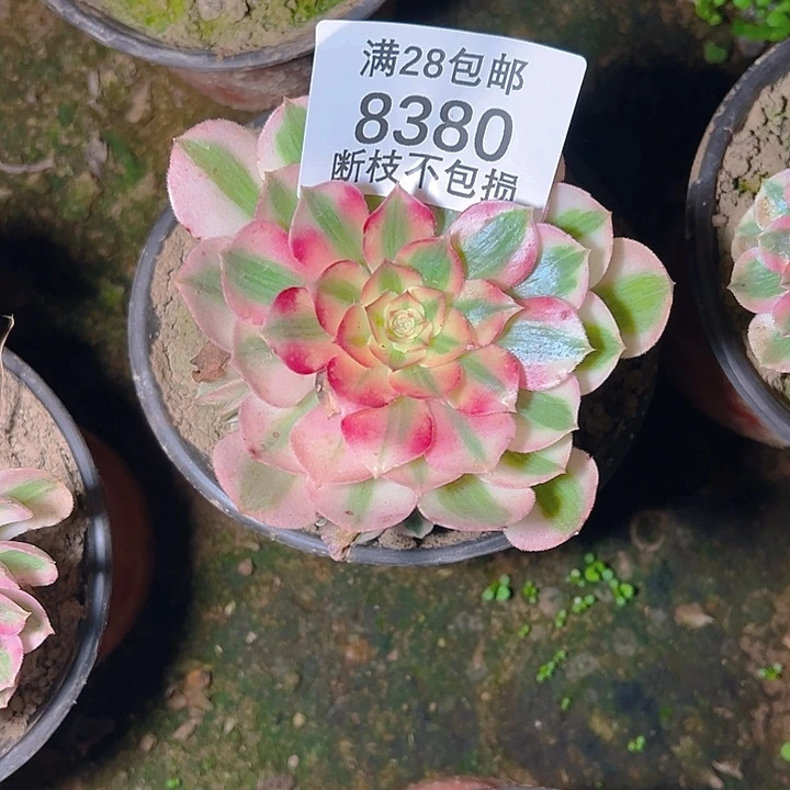 8380倾城多肉植物