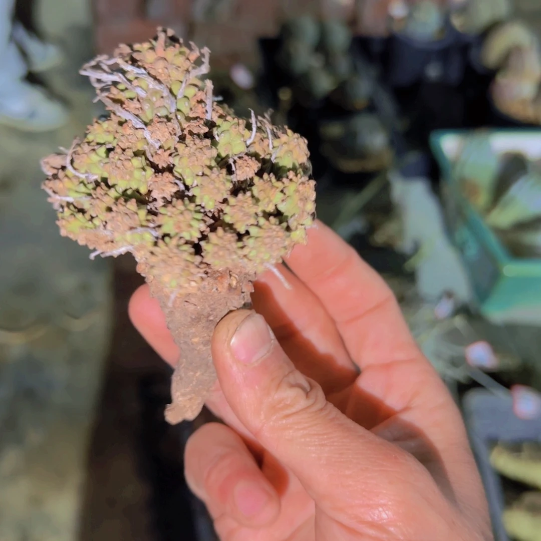 I***a块根植物块根植物块根植物