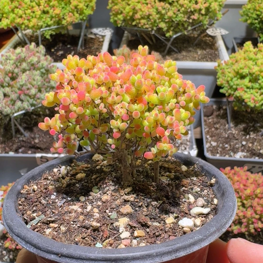 蜜桔糖球枝干番杏259