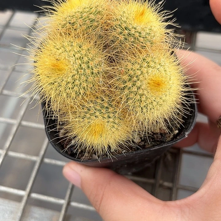 我也不知道我为什么会这么