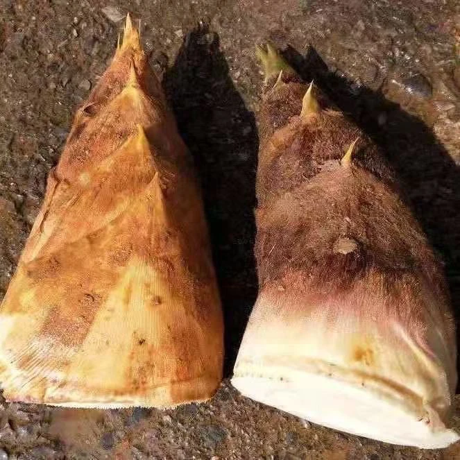 春笋江西新鲜现挖产地直发笋深山黄泥冬笋时令蔬菜带壳黄泥拱