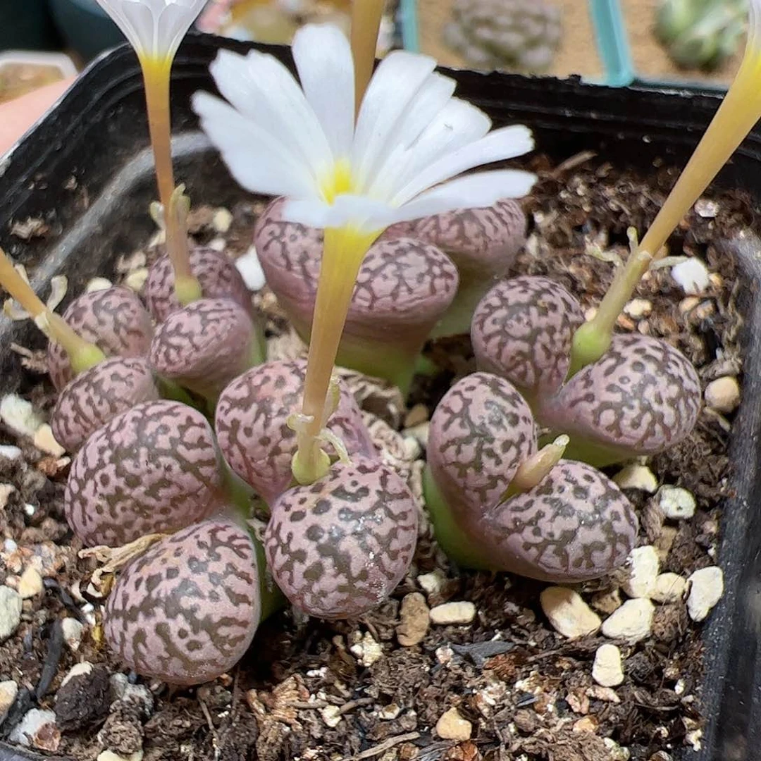 【闪购商品】130 开播福利