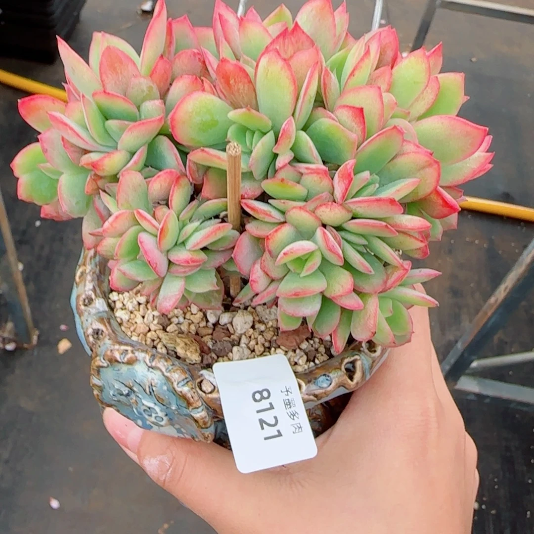 绮罗缀化，8121多肉植物