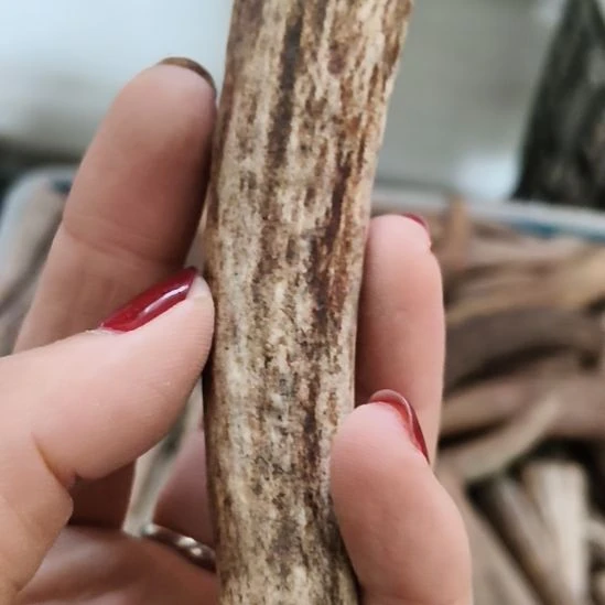 天***行鹿角鹿角鹿角鹿角鹿角鹿角