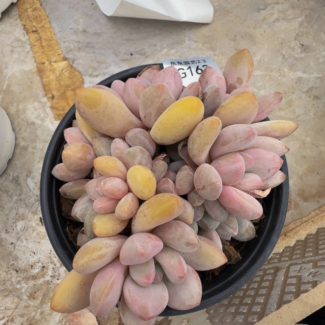 g g g g g g g g 163