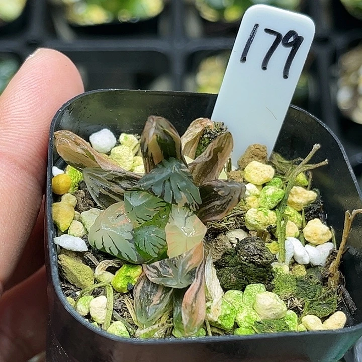 179双头老川玉露锦