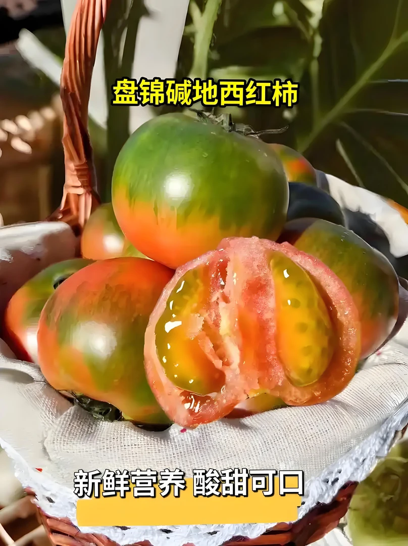 盘锦碱地西红柿新鲜正宗精品大果净重5斤，顺丰包邮！