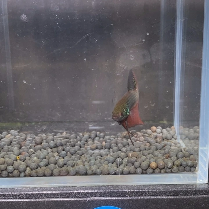 斗鱼泰国斗鱼352号