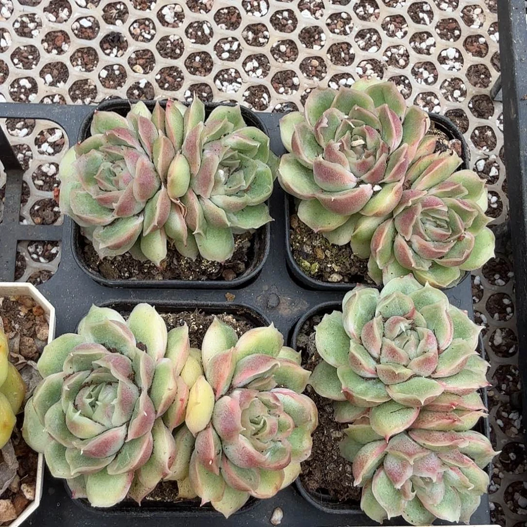 70#双头虾饺（量拍）脱土