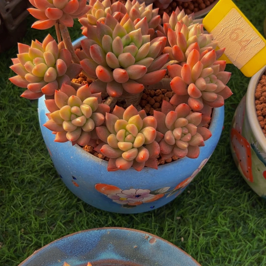 靜*冰心公主小老桩64号