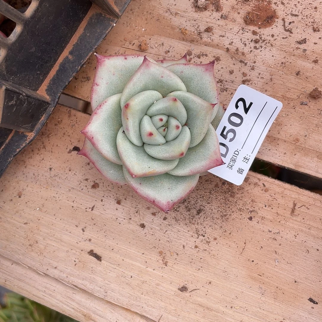 O***K若如东云单拍D502