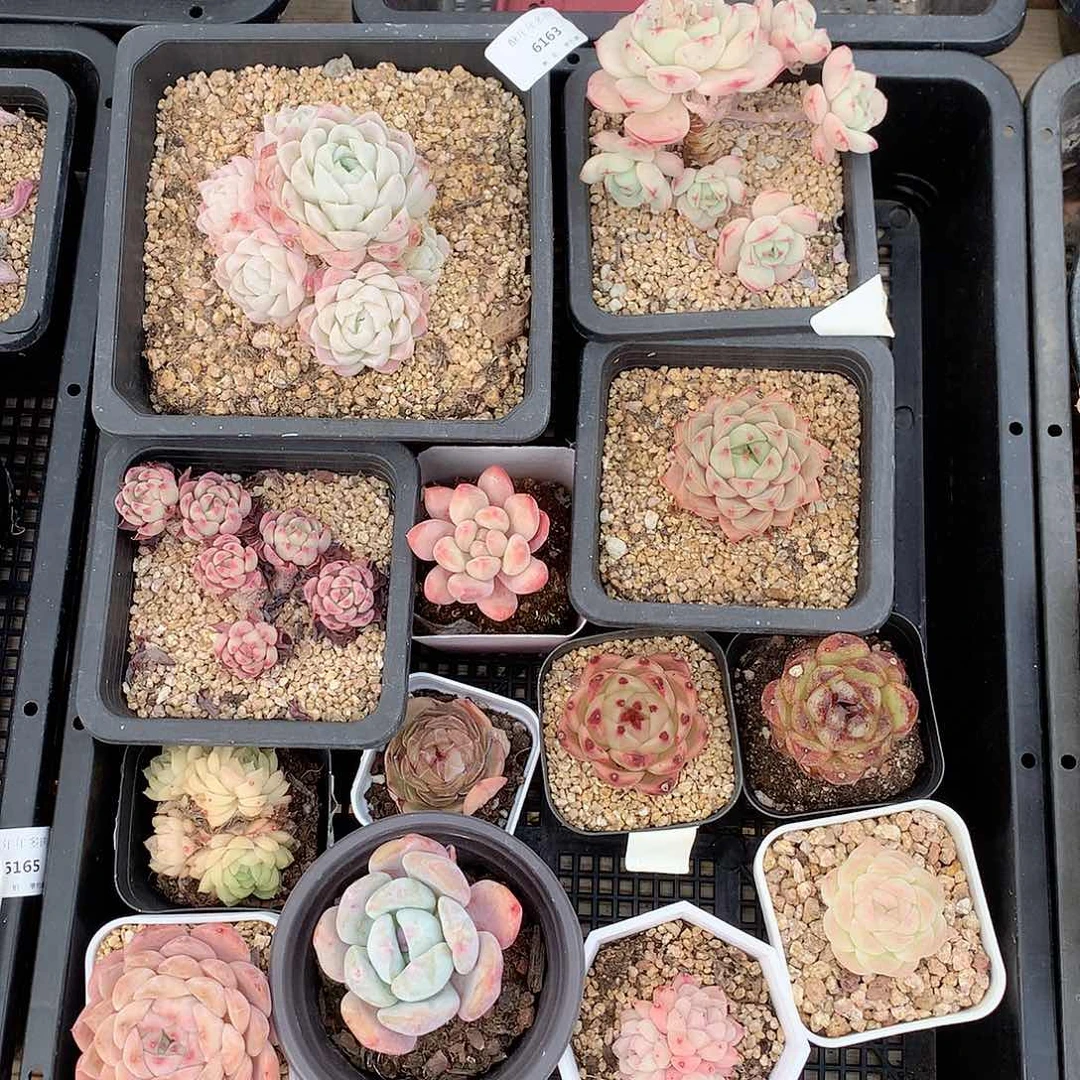 6163多肉一筐脱土发
