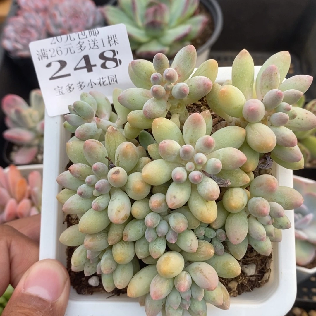 婴儿手指大群一物一拍满20包邮满26送一颗多肉