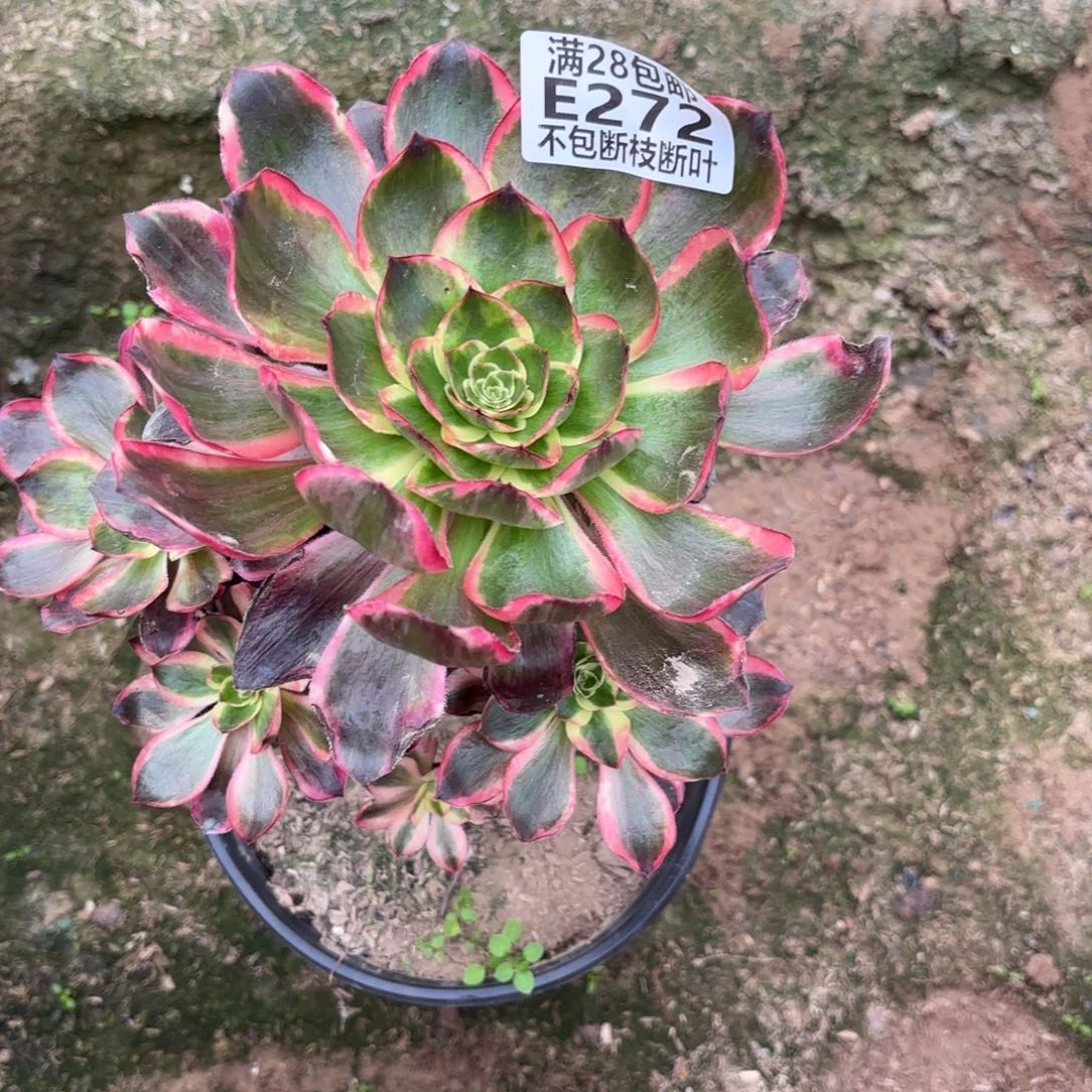 X. 272红魔女多肉112333