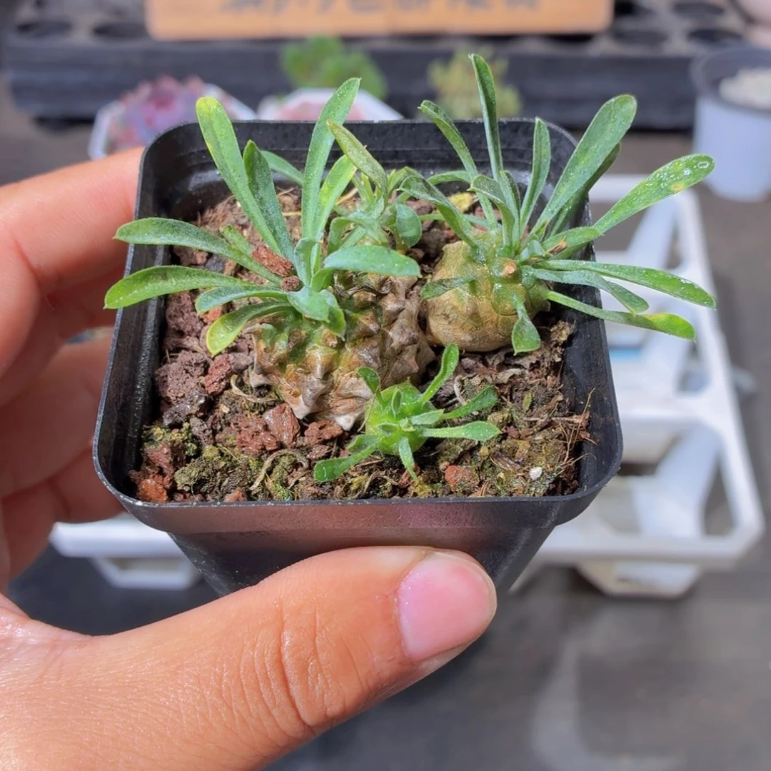 峨眉山多肉9.9包邮发货