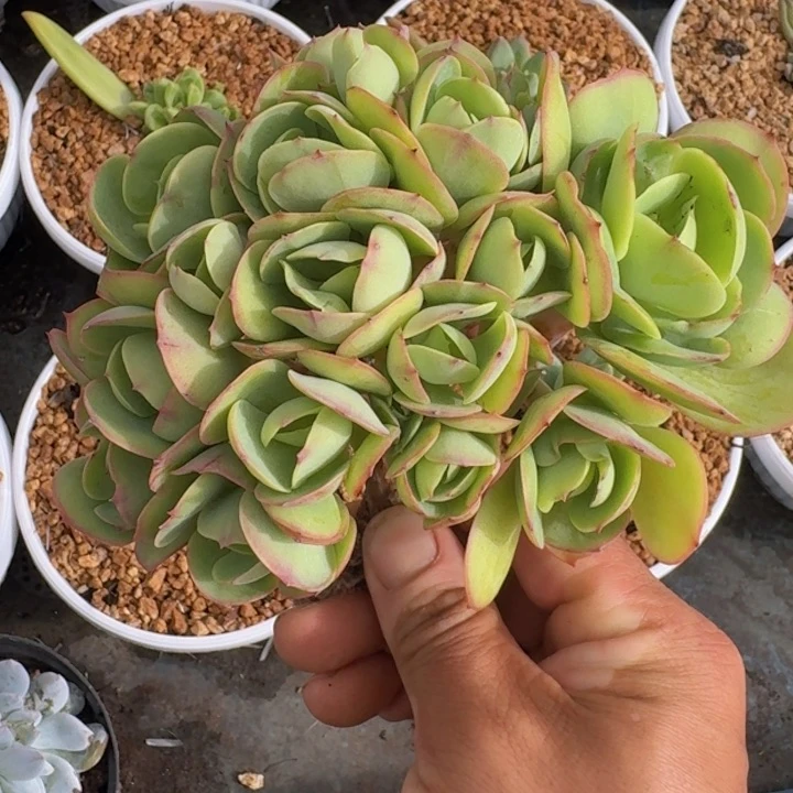 碧桃朵朵缀多肉植物一物一拍