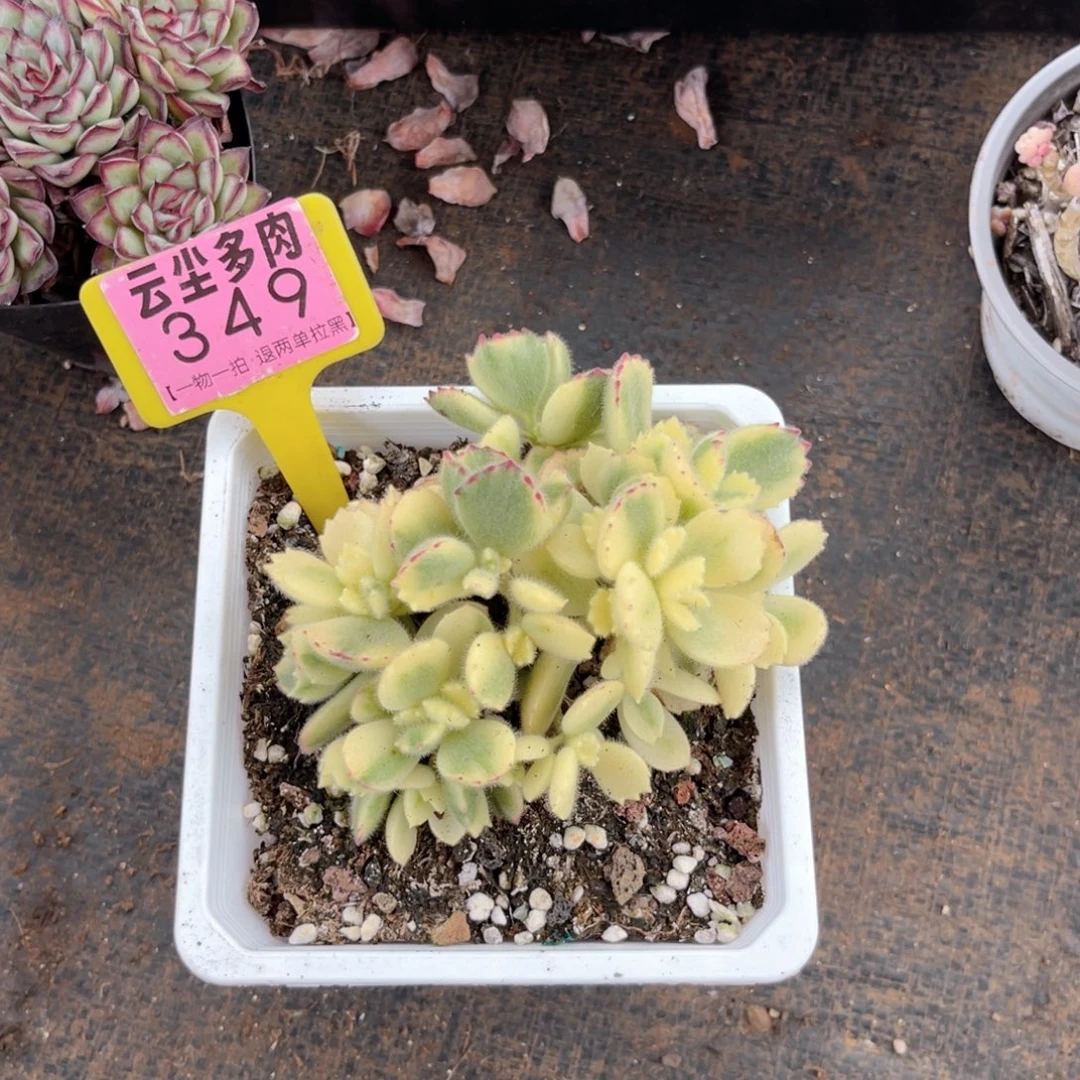 云尘多肉一物一拍349，