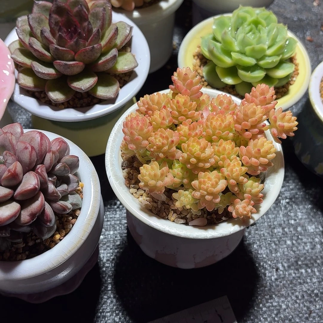 *****花团锦多肉带盆发货687