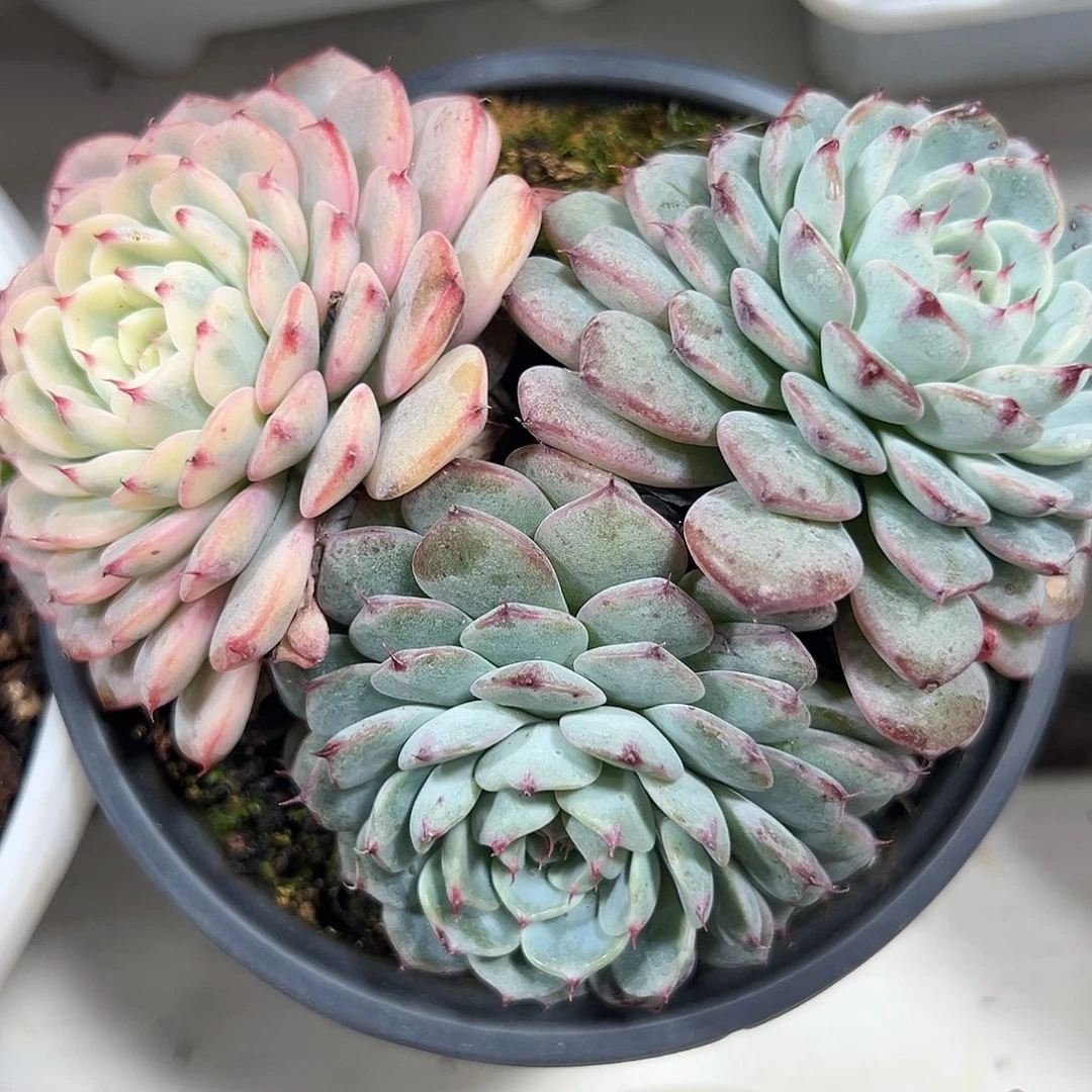 满38包邮姬莲锦三个头