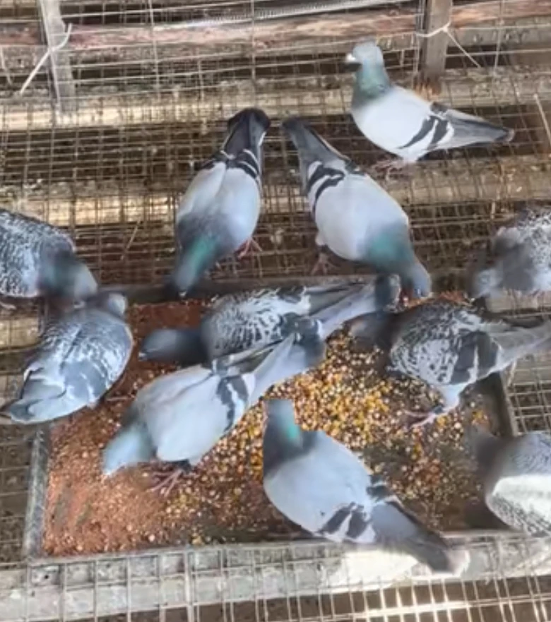 信鸽种鸽饲养优质必备品一对