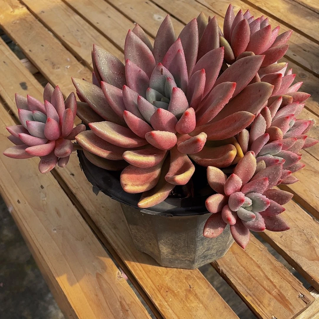 雨***！桃花源多肉植物