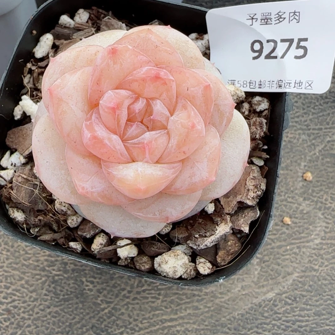 粉海湾，9275多肉